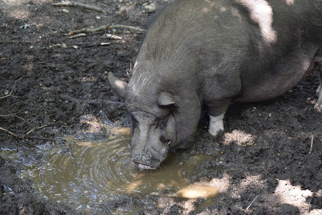 必須全勝或 必須全勝或